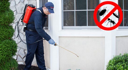 Pazarlar Hamam Böceği İlaçlama böcek ilaçlama ve haşere kontrolü — ilaclama-tr.com